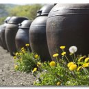 민들레여행 이미지