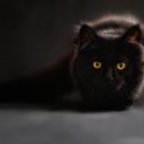 다솜고양이메디컬센터 이미지