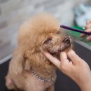 애견미용사 3급 자격증 과정 2 이미지