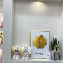 허그댕댕 이미지