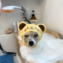 아지독 이미지