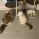 에몽캐터리 이미지