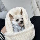 알비 이미지
