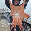 26년 4월 1일 공현진항 돌핀3호 (왕)대구 조황 이미지