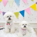 해맑은 애견미용 이미지