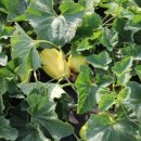 요한이네농장 이미지