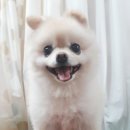 코이독(눈 내리는 강아지마을) 이미지