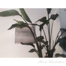 엠플 당구장 | ♡배곧맛집, 배곧 카페 (메딧라운지, 카페세컨드, 엠플당구장,카메스시, 양꽃이피는밤)