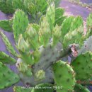 해송농장 이미지