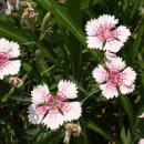 삼화목장 이미지