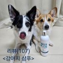 토미코리아 | (강아지 샴푸 추천)토미독 습진 아토피 천연샴푸 사용 후기