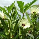 오크라(Okra) - 47 이미지