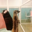 미어켓파크 이미지