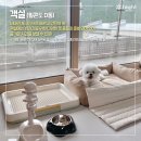 하이원펫클럽 이미지