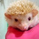 블랙루비
