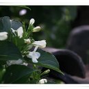 녹수청산 이미지