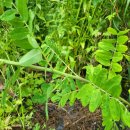 황기농장 이미지