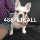 486펫콜 이미지