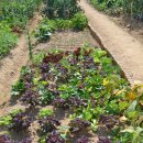 금천농장 이미지