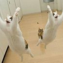 얏호