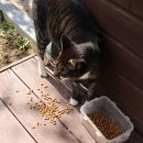 강그리기펜션민박 | 공주가족여행으로 묵기 좋은 자연 속 힐링, 공주풀빌라펜션 자유민박 숙박 후기 리뷰