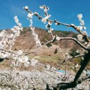 순천향매실마을 이미지