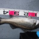 국제유선(해피호) 이미지