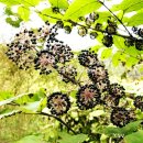 장수건강원 이미지