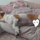 불도저 독 케어 센터 이미지