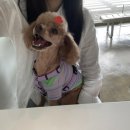 댕댕스파 이미지