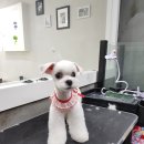 해피그루밍 이미지