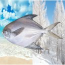 생선이야기 이미지