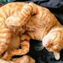 고양이 별 이미지