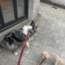 논현유치원 | 대형견 보더콜리 유치원&amp; 푸들 놀이방 일기 겸 후기(강남/논현-전설의강아지)