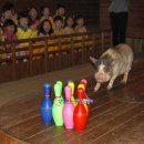 돼지보러오면돼지 이미지