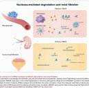 Re: cell free nDNA와 cell free mtDNA - 임상 유용성, 염증마커 탐구!! 이미지