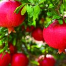 김현중농장 이미지