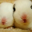 깜닭 이미지