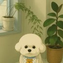 쁘띠하개 이미지