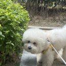 호빵펫살롱 이미지