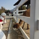 프로방스 | 안성 펜션 프로방스 방문 후기