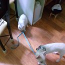 멍멍아 산책가자 이미지