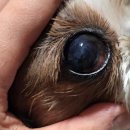 송전휴동물병원 | 동물병원을 너무 무서워하는 강아지