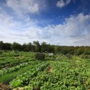 양천농장 이미지