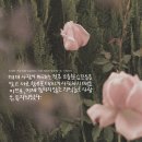 리틀필 이미지