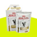 강동24시SKY 동물병원 | 고양이 방광 슬러지 요도폐색 여수 24시 더블리스 동물병원