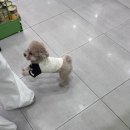 퓨어멍 이미지