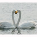 백조민박 이미지