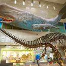 서대문자연사박물관 이미지