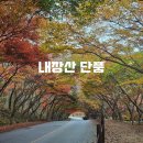 정읍공용버스터미널 | 전북 정읍 내장산 단풍 실시간 현황 251114